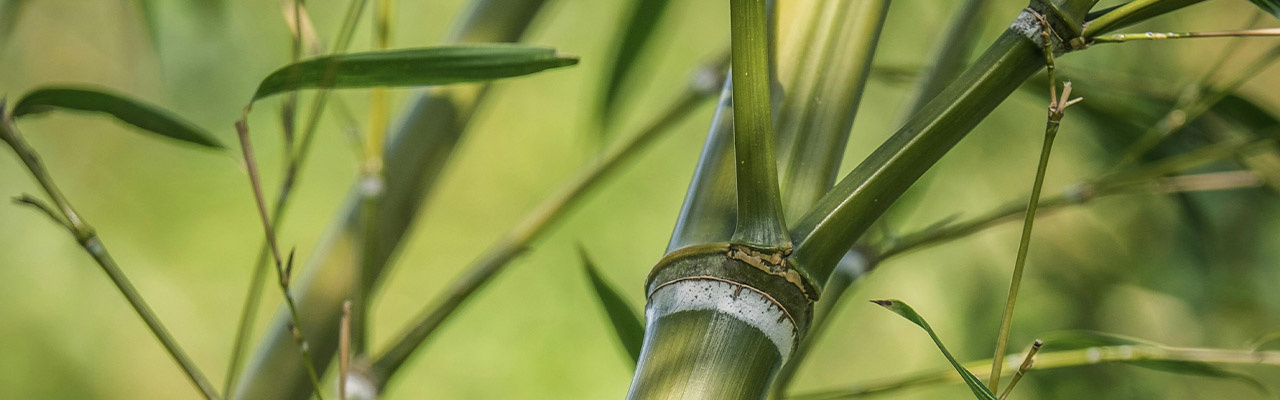 pianta di bambù