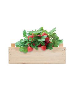 Kit coltivazione fragole in scatola di legno