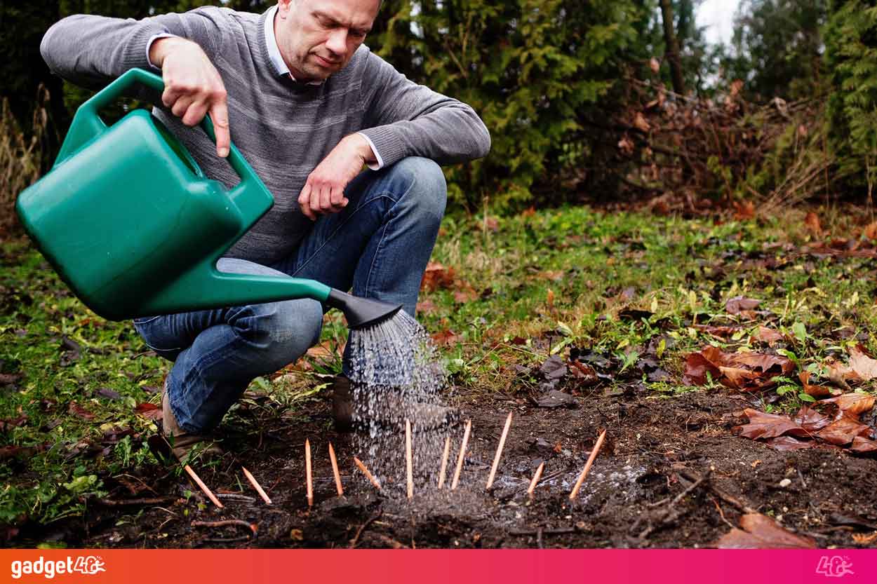 matita che germoglia